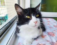 Фото: Самоед : Чорно-біла киця Жанета - пухнасте заспокоєння, 3 роки | кошечка кошка