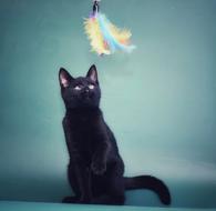Фото: Самоед : Чудный черный котенок-хулигашка в дар!