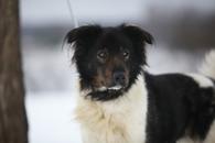 Фото: Скоттиш страйт (шотландская прямоухая) : Светлый и чудесный пёс Джимми в добрые руки