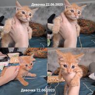 Фото: Скоттиш страйт (шотландская прямоухая) : Четыре котенка в добрые руки