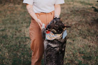Фото: Самоед : Ласковая собака в добрые руки