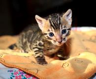 Фото: Самоед : Бенгальские котята