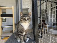 Фото: Скоттиш страйт (шотландская прямоухая) : Мужчина в самом расцвете сил, кот Матроскин в добрые руки