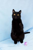 Фото: Скоттиш страйт (шотландская прямоухая) : Котик Июнь ищет дом!