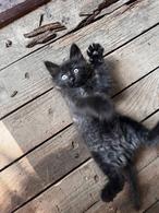 Фото: Скоттиш страйт (шотландская прямоухая) : Котенок Леха ищет дом.