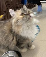 Фото: Скоттиш страйт (шотландская прямоухая) : Отдам кошку в добрые руки: Даша, ласковая, ненавязчивая нежная девочка