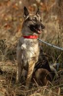 Фото: Скоттиш страйт (шотландская прямоухая) : Звёздочка-Дана - умная мини-овчарочка, 18 кг, готова к квартире. СРОЧНО