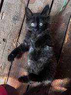 Фото: Скоттиш страйт (шотландская прямоухая) : Котенок Леха ищет дом.