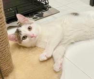 Фото: Самоед : Добрейший котенок Ландыш ищет дом