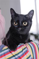 Фото: Скоттиш страйт (шотландская прямоухая) : Чёрная кошка в добрые руки