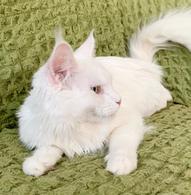 Фото: Мейн-кун : Юная кошка породы мейн-кун Белоснежка в дар. 