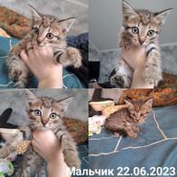 Фото: Скоттиш страйт (шотландская прямоухая) : Четыре котенка в добрые руки