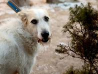 Фото: Самоед : Ищет свою семью совершенно потрясающий пёс Светлячок!