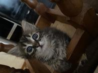 Фото: Скоттиш страйт (шотландская прямоухая) : 