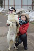 Фото: Скоттиш страйт (шотландская прямоухая) : Хозяин, найдись. Я тебя очень жду. Твоя Эля