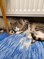 Фото: Скоттиш страйт (шотландская прямоухая) : В поисках дома кошка Кира