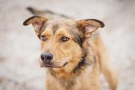 Фото: Самоед : Купер - бесконечно красивый, добрый и умный пес!