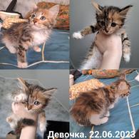 Фото: Скоттиш страйт (шотландская прямоухая) : Четыре котенка в добрые руки