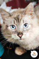 Фото: Скоттиш страйт (шотландская прямоухая) : Котик бесплатно в добрые руки!