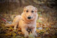 Фото: Самоед : Вафелька-Таша - смелая и нежная, преданная собачка небольшого роста
