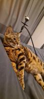 Фото: Скоттиш страйт (шотландская прямоухая) : Ро срочно ищет семью.