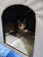 Фото: Скоттиш страйт (шотландская прямоухая) : В поисках дома кошка Кира