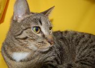 Фото: Скоттиш страйт (шотландская прямоухая) : Кошка Веста ищет дом