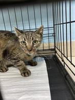 Фото: Скоттиш страйт (шотландская прямоухая) : Кошка Хася в добрые руки