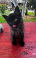 Фото: Скоттиш страйт (шотландская прямоухая) : Котенок Леха ищет дом.