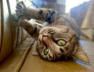 Фото: Самоед : Самая ласковая кошка в мире ищет семью 