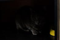 Фото: Самоед : Ищет дом серая кошка Ночка!