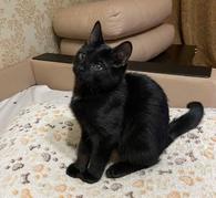Фото: Самоед : Очень милый и игривый котенок Черныш в добрые руки!