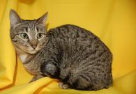 Фото: Скоттиш страйт (шотландская прямоухая) : Кошка Веста ищет дом