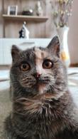 Фото: Скоттиш страйт (шотландская прямоухая) : Ищем дом киске Ириске!