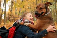 Фото: Скоттиш страйт (шотландская прямоухая) : Воспитанный, красивый, умный Нильс, метис стаффа, ждет хозяина