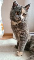 Фото: Скоттиш страйт (шотландская прямоухая) : Ищем дом киске Ириске!
