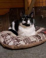 Фото: Скоттиш страйт (шотландская прямоухая) : Кошка Коровка ищет дом!
