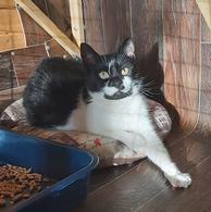 Фото: Скоттиш страйт (шотландская прямоухая) : Кошка Коровка ищет дом!
