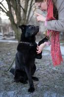 Фото: Скоттиш страйт (шотландская прямоухая) : Кэри, ищет дом.