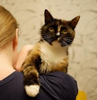 Фото: Скоттиш страйт (шотландская прямоухая) : Кошечка Ириска в добрые руки