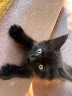 Фото: Скоттиш страйт (шотландская прямоухая) : Котенок Леха ищет дом.