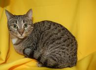 Фото: Скоттиш страйт (шотландская прямоухая) : Кошка Веста ищет дом