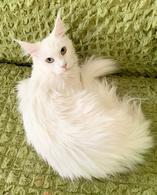 Фото: Мейн-кун : Юная кошка породы мейн-кун Белоснежка в дар. 