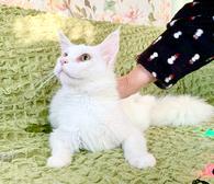 Фото: Самоед : Белоснежный Пломбир, котенок-подросток мейн-кун ищет дом.