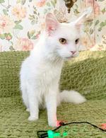 Фото: Мейн-кун : Белоснежный Пломбир, котенок-подросток мейн-кун ищет дом.