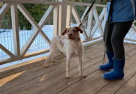 Фото: Самоед : Безумно интересная и милая собака, метис дратхаара