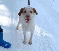 Фото: Самоед : Безумно интересная и милая собака, метис дратхаара