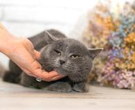 Фото: Самоед : Очаровательный котик-метис британца Грей в добрые руки!