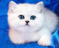 Фото: Самоед : Британская шиншилла элитные котята
