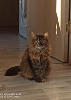 Фото: Скоттиш страйт (шотландская прямоухая) : Потрясающая кошка Люся ищет дом!